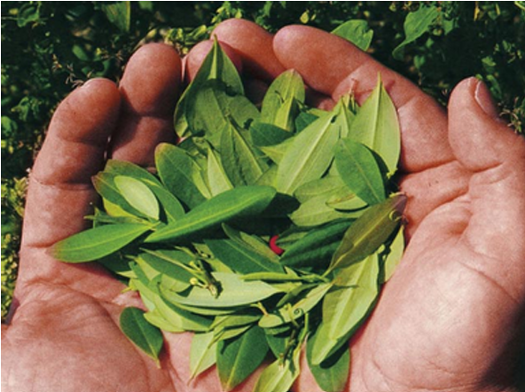 Coca Leaf Massage